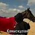 Камыс Кулак аргымак Horse кыргызстан баирактар Rek конныйспорткыргызстан байге казахстан