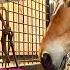 Auction Mission Begins Searching For Our Next Horse