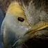 POV Eagle Flight Natural World Super Powered Eagles BBC Earth