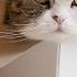 Maru The Most Watched Animal On YouTube Japan Tour