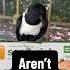 Crows Aren T Good Pets