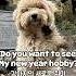 Puppy S New Year Hobby Dogshorts