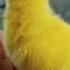Suara Anak Ayam