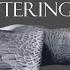 Book 2 The Mystery Of The Stuttering Parrot The Three Investigators