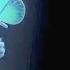 New Romantic Hindi Ringtone 2025 MP3 Caller Tune Trending Love Ringtone Shorts