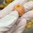 Foraging Ginkgo Nuts With Mama Lin