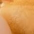 Baby Chick Hatching Egg Hatching