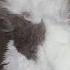 Храп кота II котики кот милота храп животные