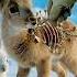 Baby Deer With Exposed Ribs Rescued From Snowy Wilderness Wildliferescue Animalrescue