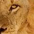 The Ultimate Lion Survival Story 4K Documentary The Brothers Pride