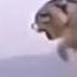 Cats Dancing To Macarena For 1 Hour