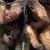 German Shaphaerd Puppy Germanshepherd Puppy Faridabadwale Song Remix Music Punjabisong