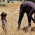 Tension In The Village The Fight Between Asghar And Kobra