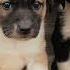 Adopt Georgia