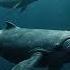 Whale Song In The Deep