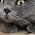 Why Do Cats Chase Lights Cats Meow Catslivesmatter