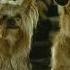 Hotel For Dogs 2009 Official Trailer