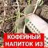 КОФЕЙНЫЙ НАПИТОК ИЗ КОРНЕЙ ПЫРЕЯ кофеизпырея суррогаткофе пырей зож кореньпырея кофе Mtea