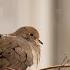 Mourning Dove Country Folk Music Instrumental 1 Hour LOOP For Concentration Relaxation BGM