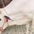 Fatehjangi Bull Qurbani 2024 Murshad Bull Qurbani Farrukh Cattle Farm Qurbani2024 100k