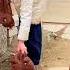 Kabutar Status Pigeons Status Pigeon Kabutar Raisenpigeons Kabootar Shorts Ytshorts
