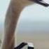 Музыка из рекламы Samsung Ostrich 2017