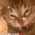 AiScream I Scream Shorts Funny Memes Meme Cat Cats Scary Possessed Foryouシ Feed