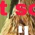 Batair Quail Barid Sound Best Batair Sound