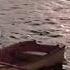 Tonight S All New Dawson S Creek Will Return WB Bumper 1998 1999 Season March 10 1999