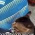 LA CURIOSIDAD MATO EL GATO