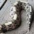 神秘的骷髏怪蛇 FYP 冷知識 冷知識聚集地 生物 蛇 Snake Shorts