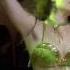 Zoe Bellydance Nogoum El Fan Berlin September 2016