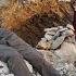 In The Heart Of The Mountains Hassan S Desperate Journey To Find Akram