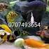 Confection D Aquarium Abidjan