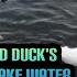 WHITE SWAN S AND DUCK S SWIMMING IN THE LAKE WATER BEAUTIFUL SWANS SWIMMING SWANS DUCKS SHORTS