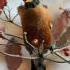 Dr STEINKRAUS Presentation On Native Vs Non Native Plants Video By Frou Gallagher Title 01 01