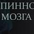 Проводящие пути головного и спинного мозга Conduction Pathways Of The Brain And Spinal Cord