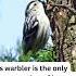 Bird Of The Week Black And White Warbler