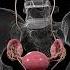 3d Anatomy Of The Uterus Anatomy Meded