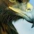 La Majestuosa águila Real National Geographic España