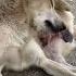 Dog Sick Skin Cat Animallife Cuteanimal Babyanimal Funnypet