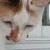 красотка блог блогер Cat Music милота музыка собака Pets велеколепныйвек кошка смешныеистории лайк