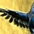 Amazing Parakeet Facts