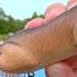 Can I Catch A Fish On A Giant Squirrel Lure