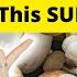 The 7 Most Beneficial Mushrooms And Why You Should Eat Them