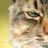 Angry Cat Sounds