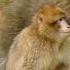 Munki THE MOST BEAUTYFULL AND SWEET AND BEST VIDEO Discover Beautiful Marinemystery Best Munki