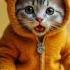 Why He Is Soooo Cute Shortvideo Cat Shorts Shortsvideo Cute