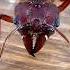 My Queen Ant Died