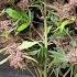 Timelapse Of Purple Lemonade Auto From Fastbuds 156 Grams Dry